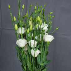 Lisianthus