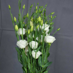 Lisianthus