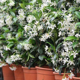 Llessamí perenne Llessamí perenne